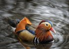 Mandarin Duck.jpg